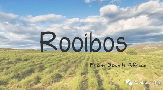 ROOIBOS|独一无二的ROOIBOS